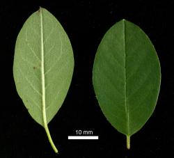 Cotoneaster hebephyllus: Leaves, upper and lower surfaces.
 Image: D. Glenny © Landcare Research 2017 CC BY 3.0 NZ